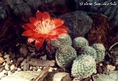 "Rebutia theresae RH 259"