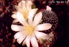 "Rebutia albiflora"