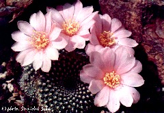 "Rebutia calliantha"