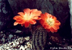 "Digitorebutia gracilispina"