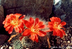 "Rebutia grandiflora"