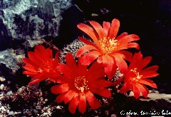 "Rebutia krainziana Bew."