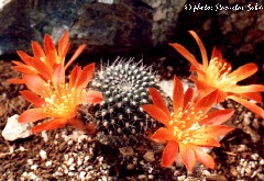 "Rebutia krainziana Bew."