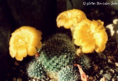 "Rebutia marsoneri"