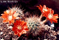 "Aylostera robustispina"