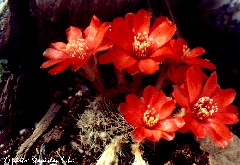 "Mediolobivia spec. Torrecillas"