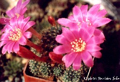 "Rebutia violaciflora"