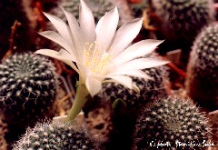 "Rebutia albiflora"