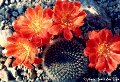 "Rebutia almeyeri"