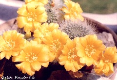 "Rebutia aureiflora"