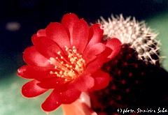 "Rebutia spec."