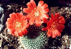 "Rebutia calliantha"