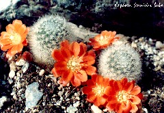 "Rebutia densiseta"