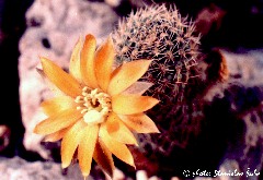 "Rebutia schneideriana"