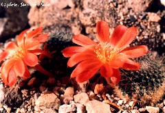 "Rebutia senilis v. iseliniana"