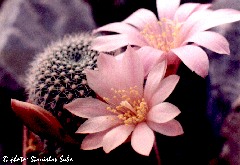 "Rebutia cv."