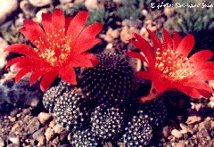 "Rebutia krainziana"