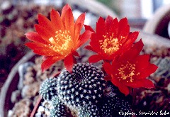 "Rebutia krainziana"