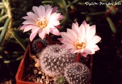 "Rebutia espinosae KK 1518"