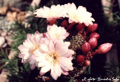 "Rebutia cv."