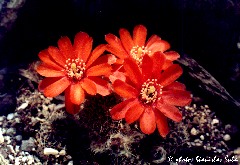 "Rebutia spec."