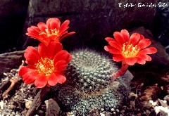 "Rebutia scarlatea v. breviseta"