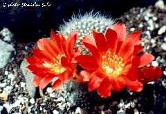 "Rebutia turbinata"