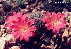 "Rebutia xanthocarpa v."