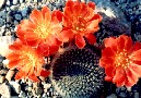 Rebutia almeyeri